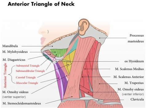 They move the head in every direction pulling the skull and jaw towards the shoulders spine and. 0514 Anterior Triangle Of neck Medical Images For PowerPoint | PPT Images Gallery | PowerPoint ...