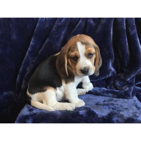 View our wide variety of available puppies for sale at petland chicago ridge in illinois! 5 pure bred beagle puppies in San Diego, California ...