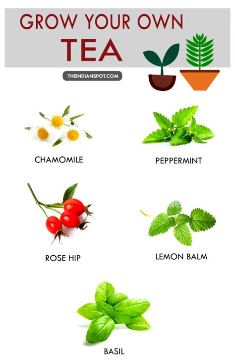 Teas You Can Grow In Your Garden The Indian Spot
