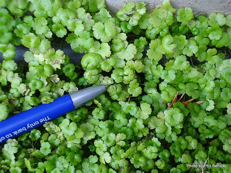 Complete guide to zoysia grass seed. Weed in my Zoysia | Walter Reeves: The Georgia Gardener