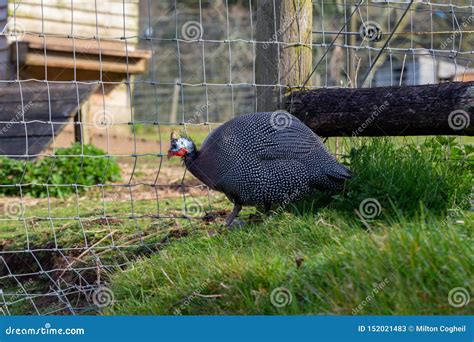 Male Guinea Fowl On A Farm Stock Image Image Of Farm 152021483