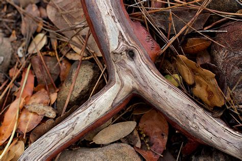 Free Images Tree Nature Forest Branch Wood Leaf Trunk Wildlife