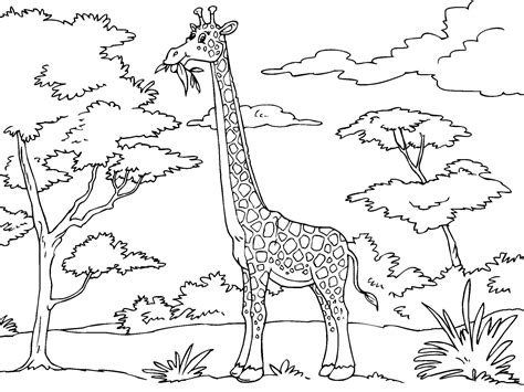 Giraffe Eating Coloring Page Free Printable Coloring Pages For Kids