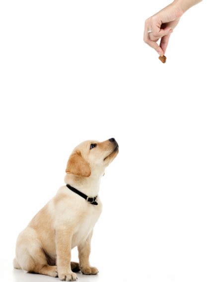 Teaching Your Dog The Off Command