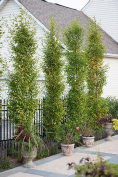 Also throughout the southwestern u.s. Columnar white pine - Google Search | Garden, Garden ...