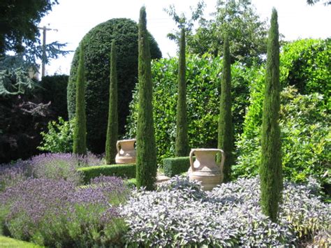 Cupressus Sempervirens Pyramidalis Architectural Plants