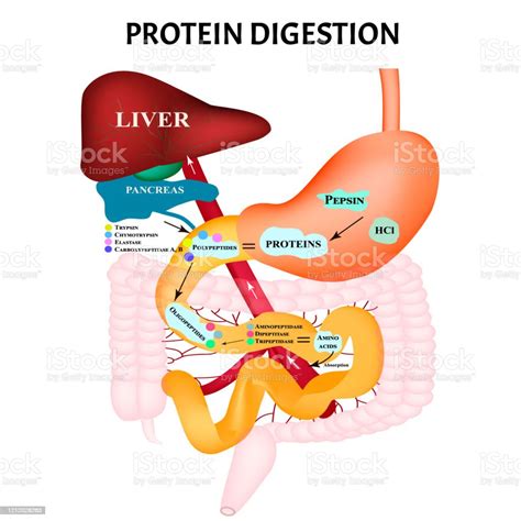 Ilustración De Digestión De Proteínas Metabolismo De Proteínas