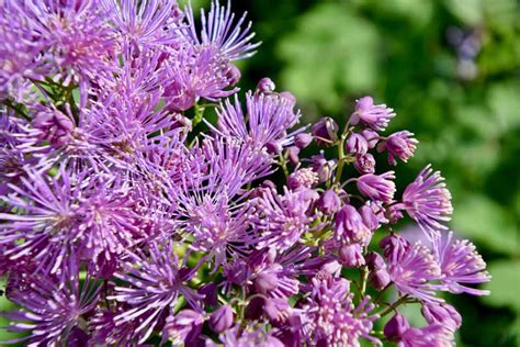 With basic informations about each flower and photos. 20 Gorgeous Purple Perennials (Photos) - Garden Lovers Club