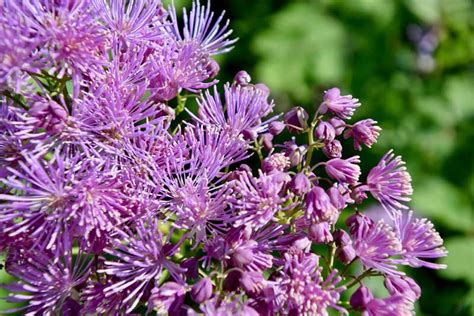 Makes great ground cover when planted in groups. 20 Gorgeous Purple Perennials (Photos) - Garden Lovers Club