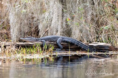 Alligator Apex Predators William Wise Photography