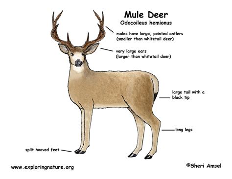 Whitetail Deer Anatomy Diagram