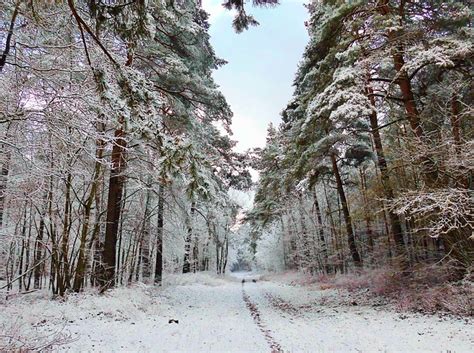 Free Photo Winter Forest Path Snow Wintry Free Image