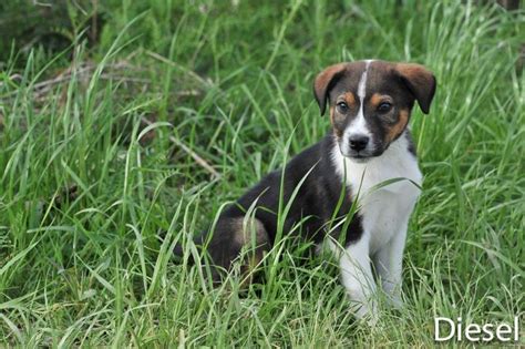 Below is a sample search of our bernese mountain dog breeders with puppies for sale. The Best Parrots In The World: Bernese Mountain Dog Rescue Wi