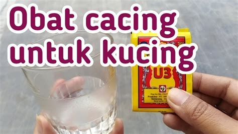 Cacing kerawit (hookworms) ia berbentuk kecil, kurus dan berukuran kurang dari seinci. Obat cacing untuk kucing kesayangan - YouTube