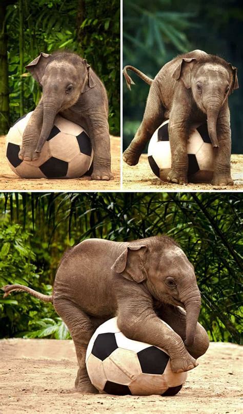 These 16 Photos Of Adorable Baby Elephants Are Guaranteed To Make Your Day