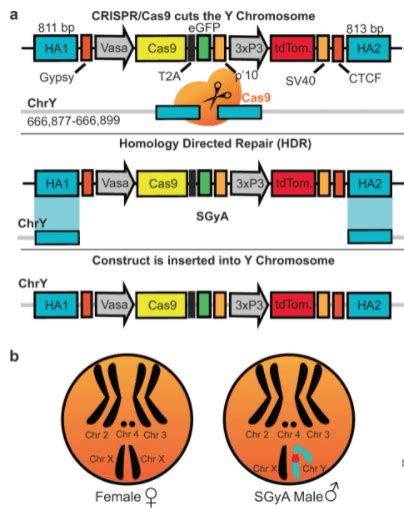 Exploiting A Y Chromosome Linked Cas9 For Sex Selection And Gene Drive