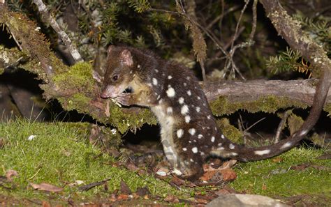 Buy Spot Tailed Quoll Image Online Print And Canvas Photos Martin