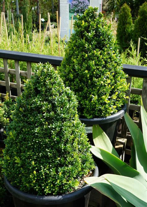 Buxus English Box Topiary Cone 16 Pot Hello Hello Plants