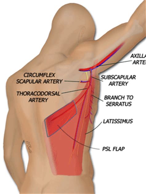 Thoracodorsal Artery Anatomy
