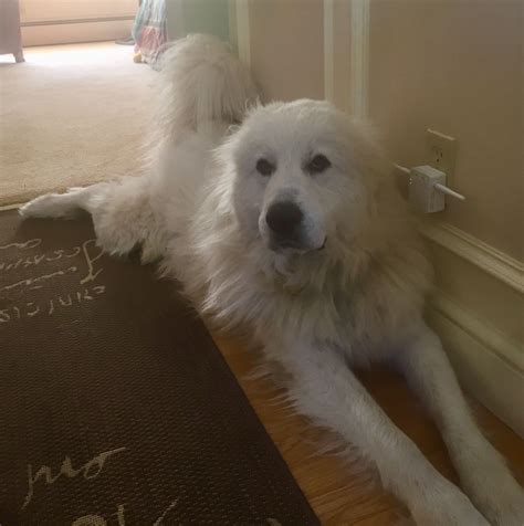 We did not find results for: Pin by Barb DeWitt on Great Pyrenees Dear Pyr (With images ...