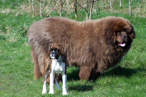 Os Maiores Cães Do Mundo Fluffy Dogs Big Dog Breeds Huge Dogs