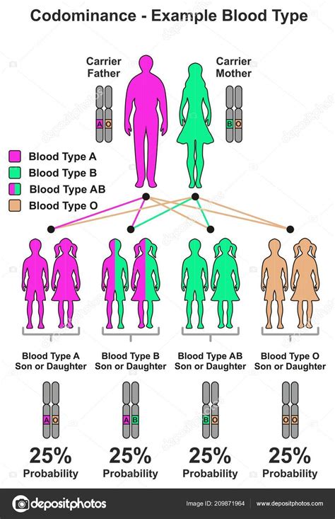 Codominance means that neither allele can mask the expression of the other allele. Codominance Example Blood Type Infographic Diagram Including Parents Carrier Father — Stock ...