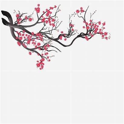 Japanese Cherry Background Blossom Sakura Flowers Watercolor