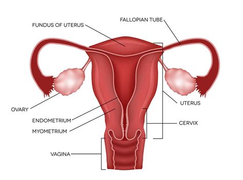 Unusual Conditions Mrkh Syndrome When A Womans Uterus Never Develops