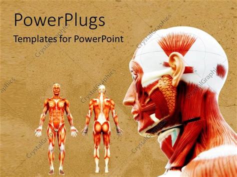 Powerpoint Template Male Muscles On The Human Body In Anatomy On A