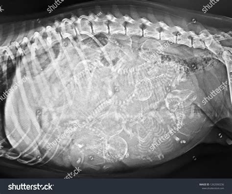 Xray Pregnant Dog Show 7 Fetuses Stock Photo 1262090236 Shutterstock