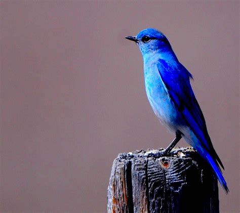 Blue Birdie | Wallpaper, Beautiful creatures, Blue bird
