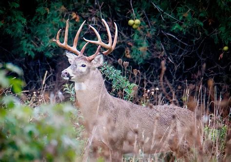 Ohios Long Awaited Deer Archery Season Opens September 24 Scioto Post