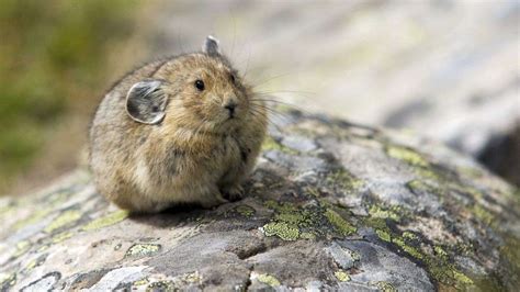 Let Yourself Be Enthralled By These Facts About Pikas Animal Encyclopedia