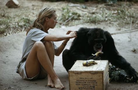Jane Goodall Grooms A Chimpanzee While He Eats A Banana In Gombe Stream National Park Tanzania