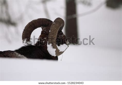 Male Mouflon Ovis Orientalis Winter Scene Stock Photo 1528234043