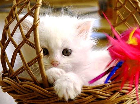 Cute Kitten Sitting In Basket Cat Cute Cat Wallpaper Kitten