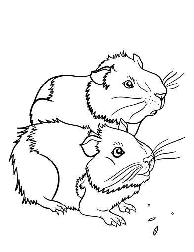 If you are looking for a simple guinea pig coloring book with cool designs, this might be for you. Free Guinea Pig Coloring Page