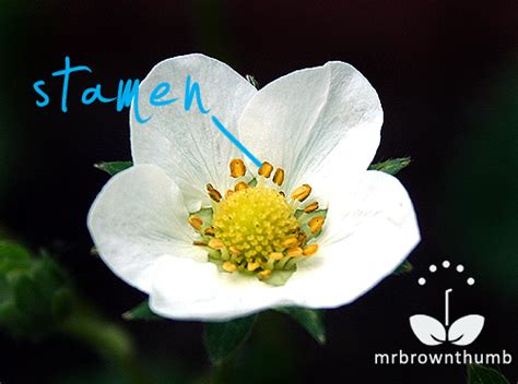Pollinators that visit these flowers will facilitate pollination and can improve the yield per plant. How to Pollinate Strawberry Plants : MrBrownThumb