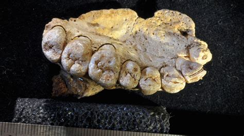 Oldest Known Human Fossil Outside Africa Discovered In Israel The