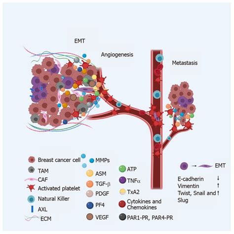 Tumor Microenvironment In Breast Cancer The Figure Describes The