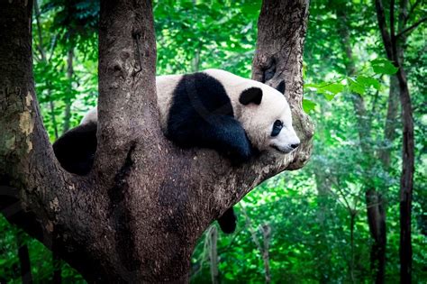 Panda Sleeping In A Tree By Jeroen Mikkers Photo Stock Studionow