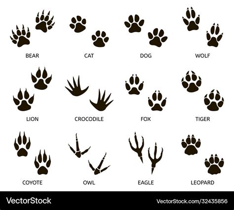 Predator Footprint Wild Animals Paw Prints Cat Vector Image