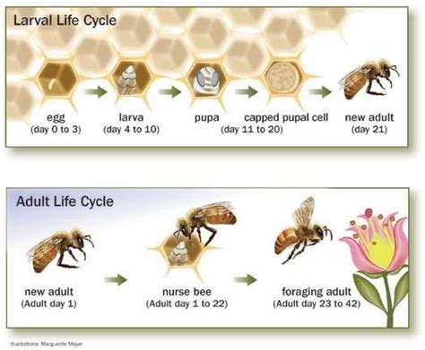 Pollinator Partnership Bee Life Cycle Honey Bee Life Cycle Honey