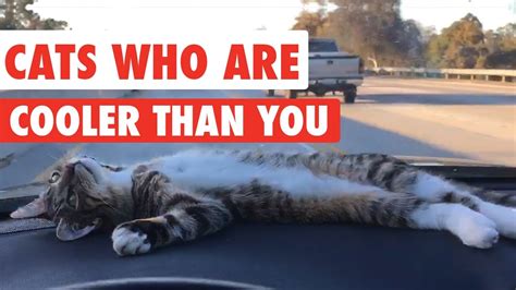 Cats Who Are Cooler Than You Video Compilation 2016 Youtube