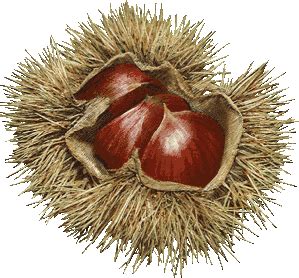 ✓ free for commercial use ✓ high quality images. chestnut clipart free - Αναζήτηση Google