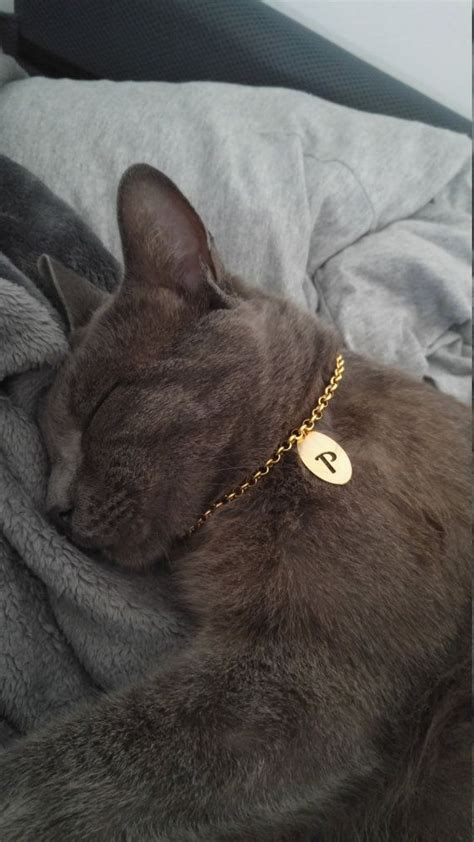 The collars are strong, durable and 100% safe as they are breakaway cat collars. personalized Cat collar cat luxury collar cat id tag pet ...
