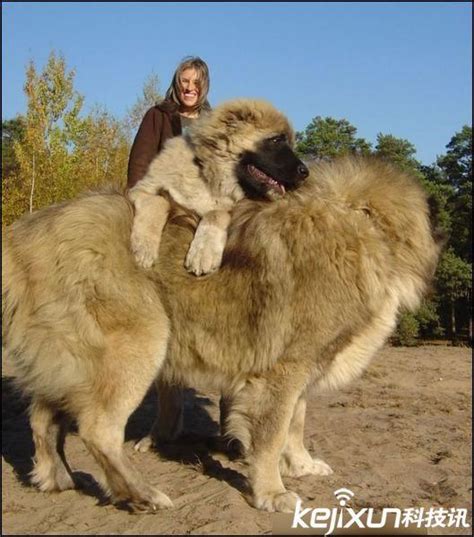 世界上最大的狗：高加索犬被赞“犬中之王” 东北网社会 东北网