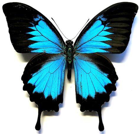 Real Blue Papilio Ulysses Butterfly Etsy
