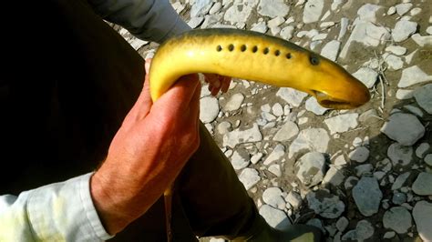 Invaders Of The Great Lakes Sea Lamprey Great Lakes Today