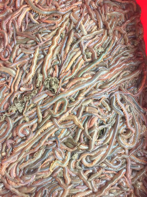 Gulf Of Maine | Sea Life & Seaweed | Sandworm (Nereis virens)